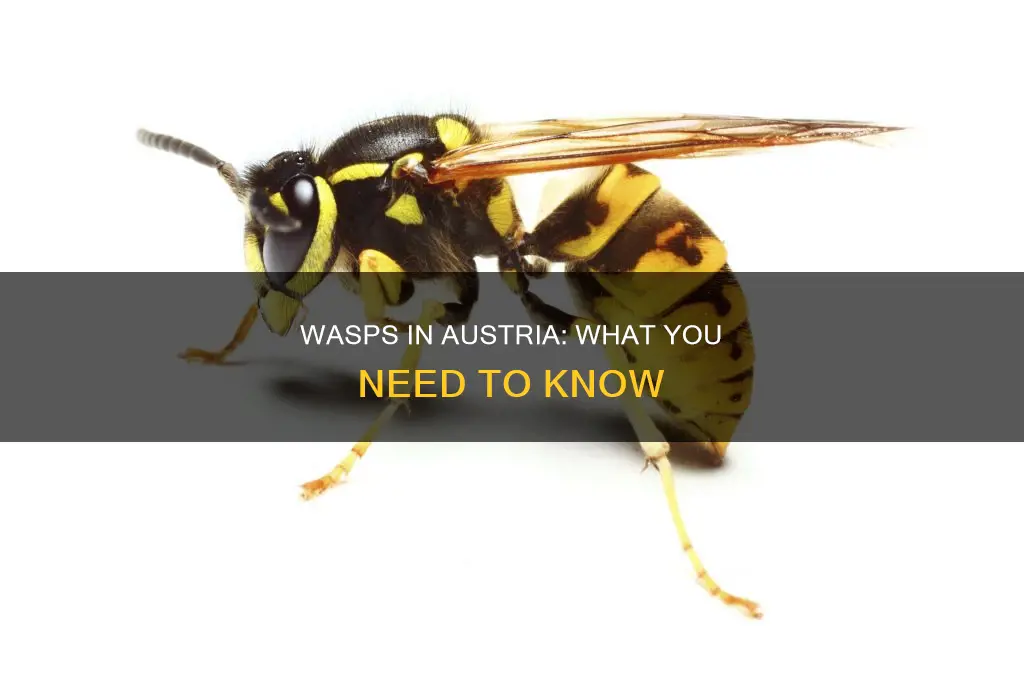 does austria have wasps