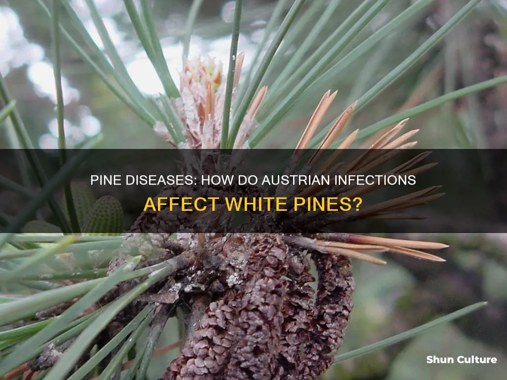 does austrian pine diseases affect white pines