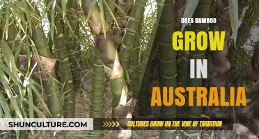 Bamboo Growth in Australia: Where and How?