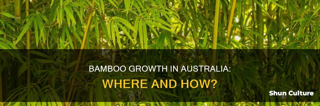 does bamboo grow in australia