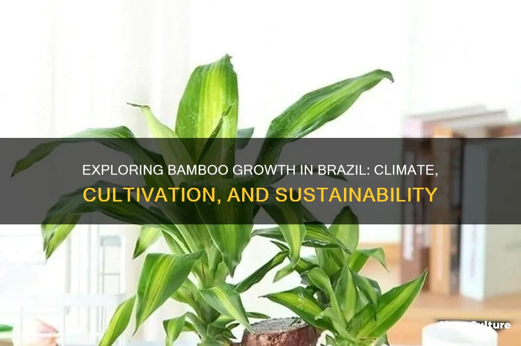 does bamboo grow in brazil