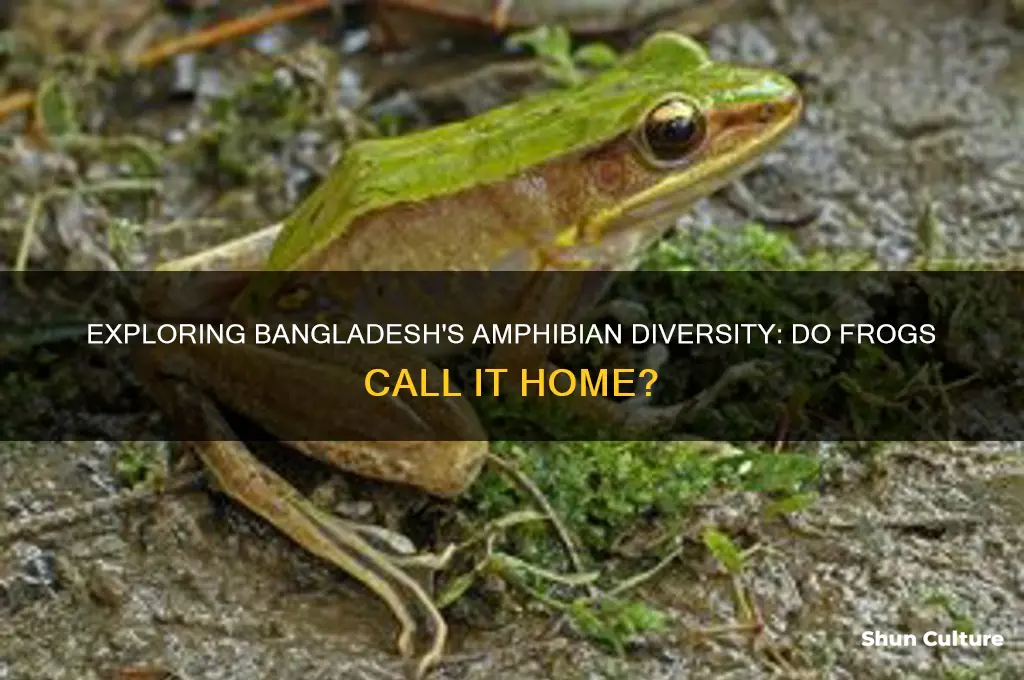 does bangladesh have frogs