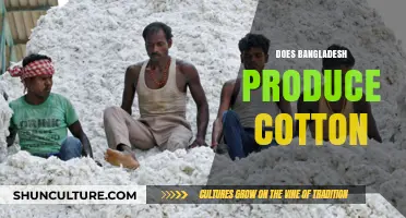 Exploring Bangladesh's Cotton Production: Facts, Challenges, and Opportunities