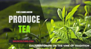 Exploring Bangladesh's Tea Production: A Hidden Gem in South Asia