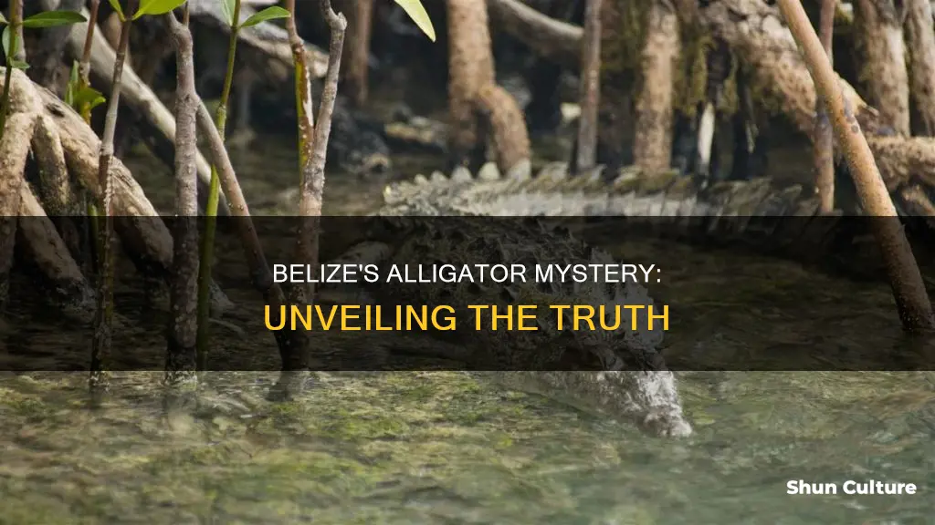 does belize have aligators