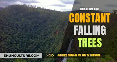 Belize's Falling Trees: A Constant Natural Concern?