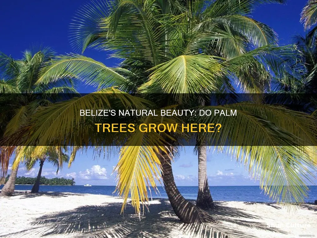 does belize have palm trees