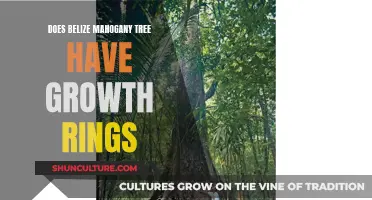 Belize Mahogany Tree Growth Rings: Nature's Calendar