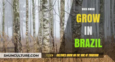 Exploring Brazil's Forests: Does Birch Thrive in the Tropical Climate?