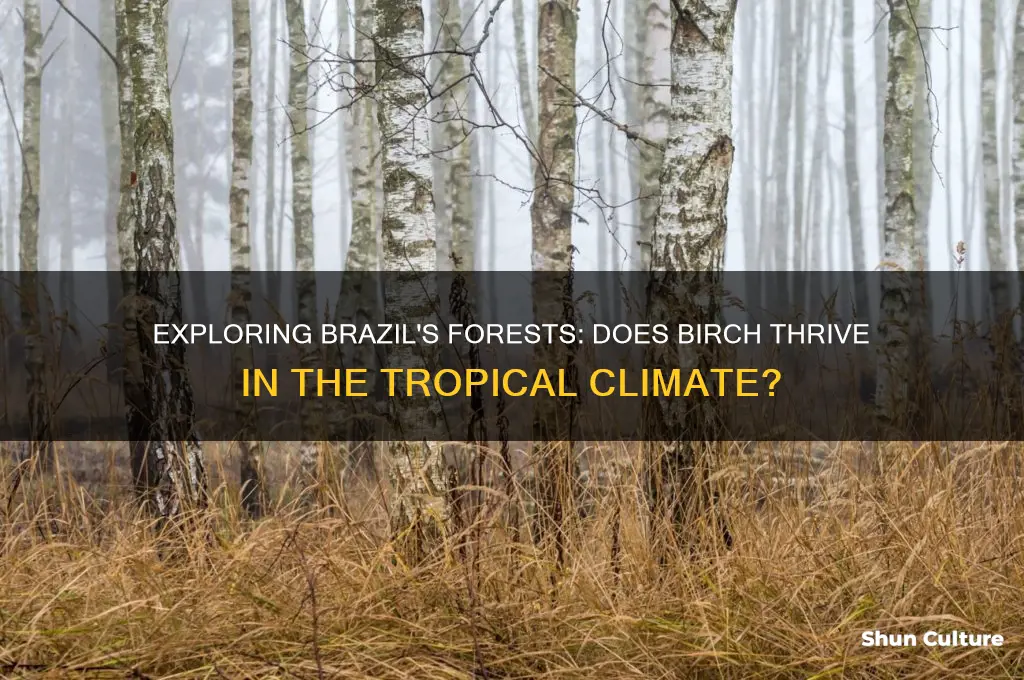 does birch grow in brazil
