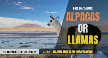 Exploring Bolivia: Llamas and Alpacas in the Wild