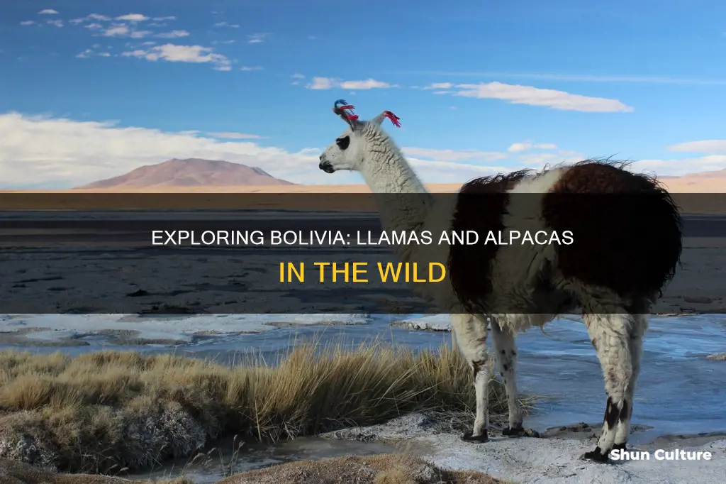 does bolivia have alpacas or llamas