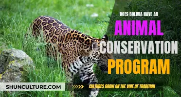 Bolivia's Wildlife Conservation Efforts: Any Programs?