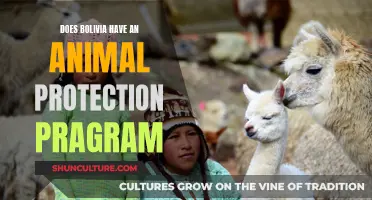 Animal Protection in Bolivia: What's the Situation?