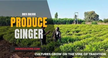 Exploring Ginger Production in Bolivia