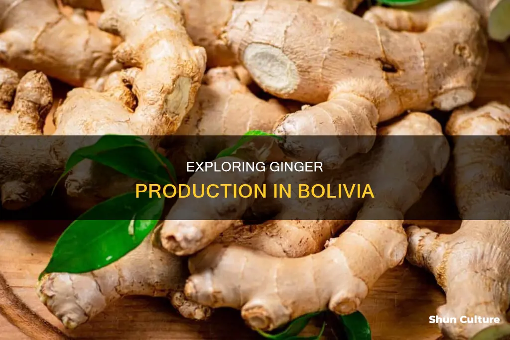 does bolivia produce ginger