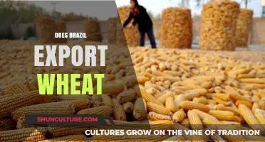 Brazil's Wheat Trade: Exporting or Importing? The Facts Revealed