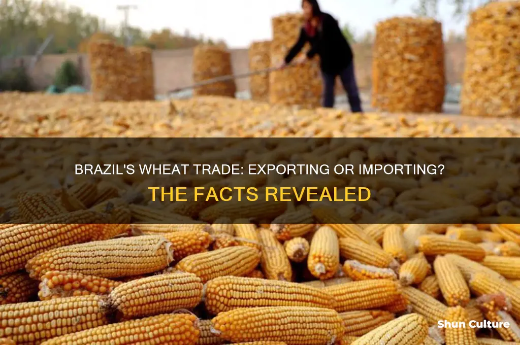 does brazil export wheat