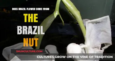 Brazil Flower vs. Brazil Nut: Unraveling the Botanical Connection