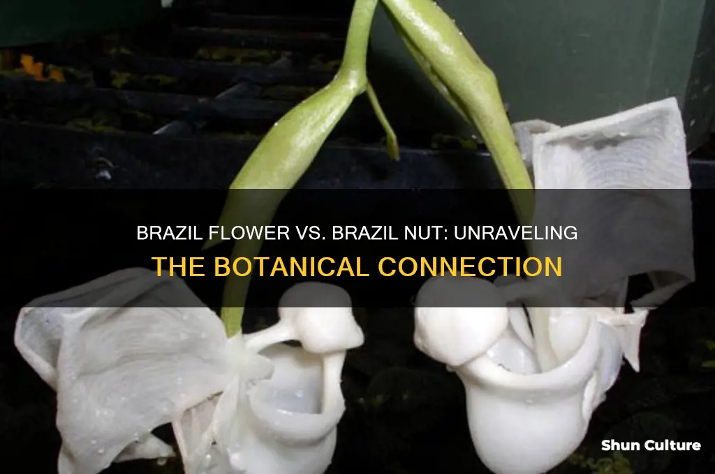 does brazil flower come from the brazil nut