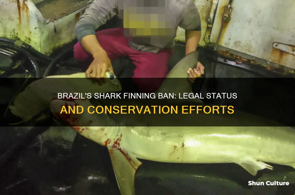 does brazil forbid shark finn9ng