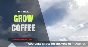 Brazil's Coffee Legacy: Exploring the World's Largest Coffee Producer