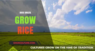 Does Brazil Grow Rice? Exploring the Country's Agricultural Diversity