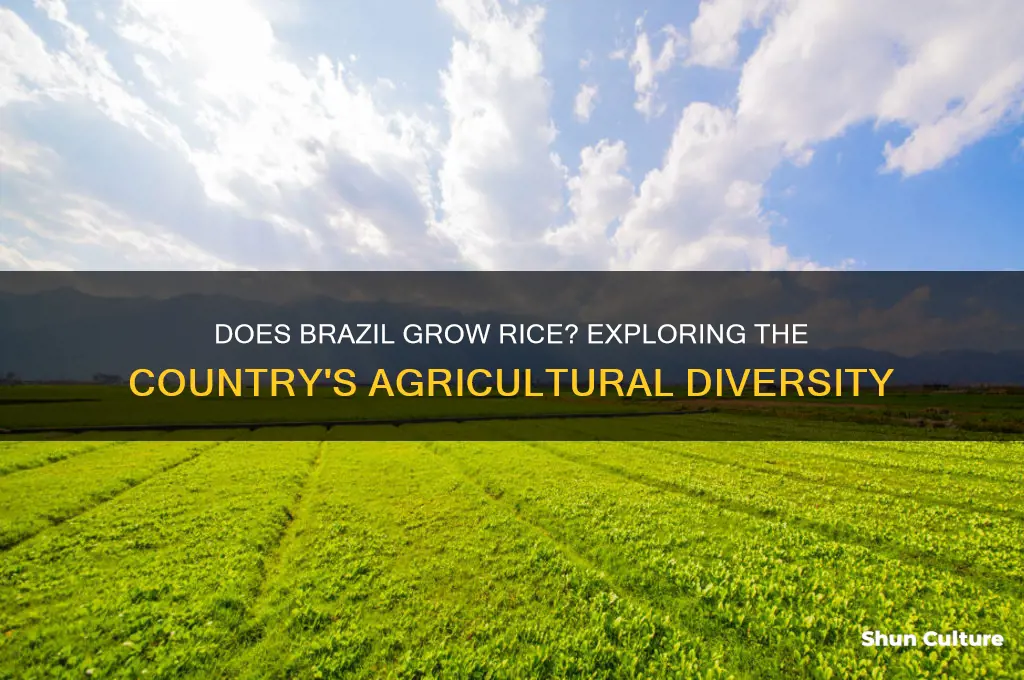 does brazil grow rice