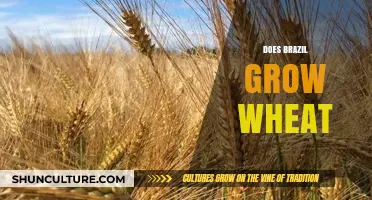 Does Brazil Grow Wheat? Exploring the Country's Agricultural Diversity