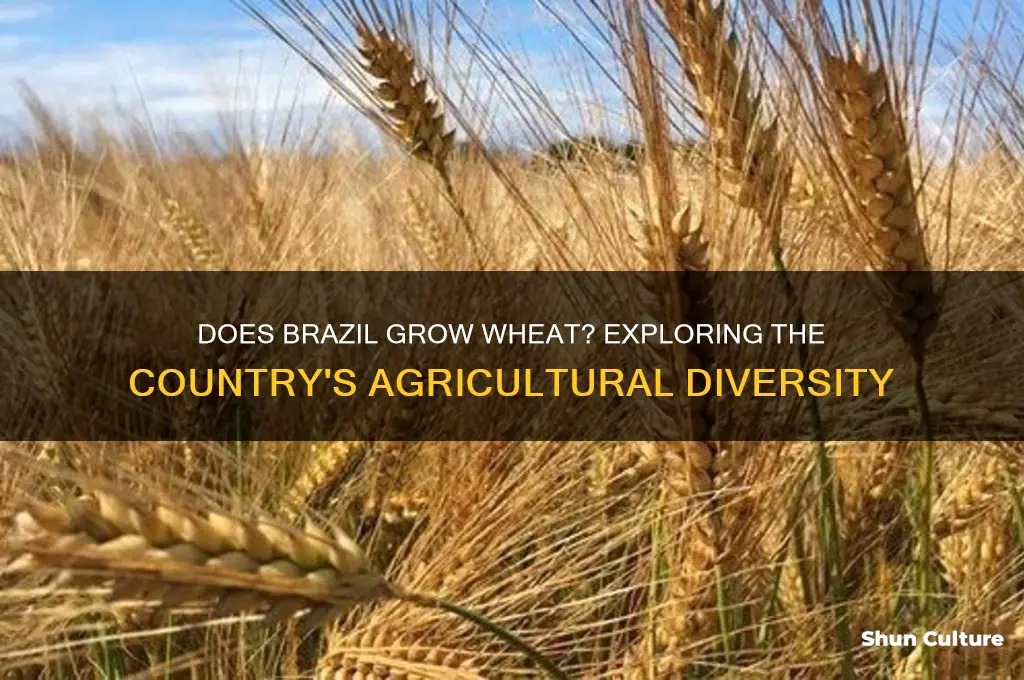 does brazil grow wheat