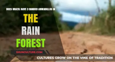 Exploring Brazil's Rainforest: Are Three-Banded Armadillos Present There?
