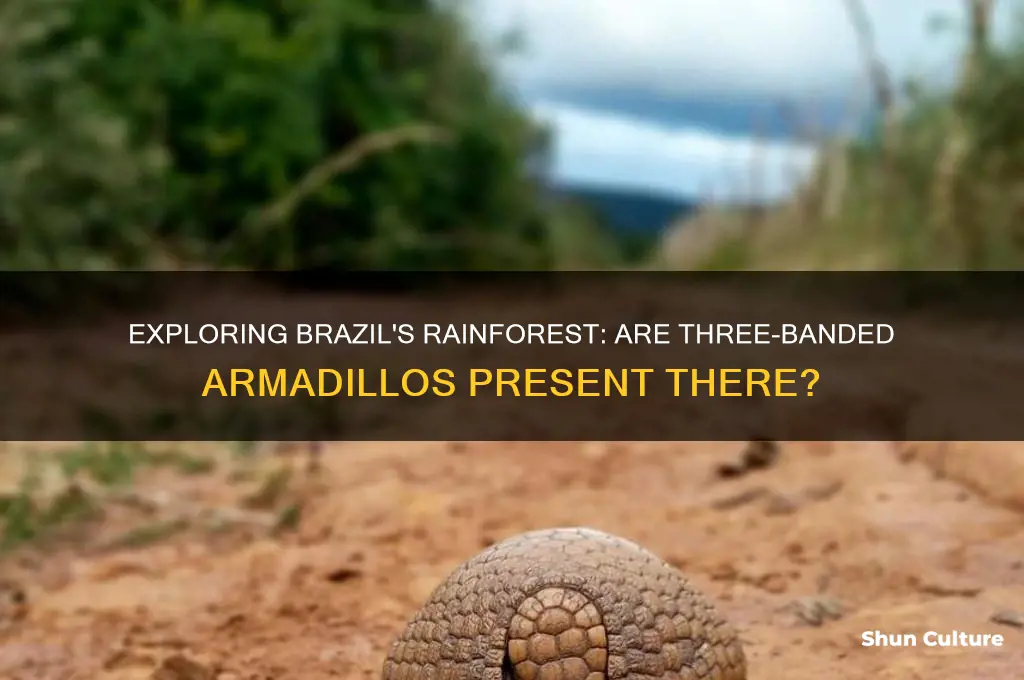 does brazil have 3 banded armadillos in the rain forest