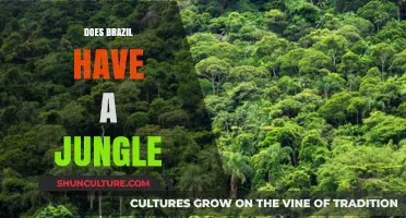 Exploring Brazil's Lush Rainforest: Does the Amazon Qualify as Jungle?