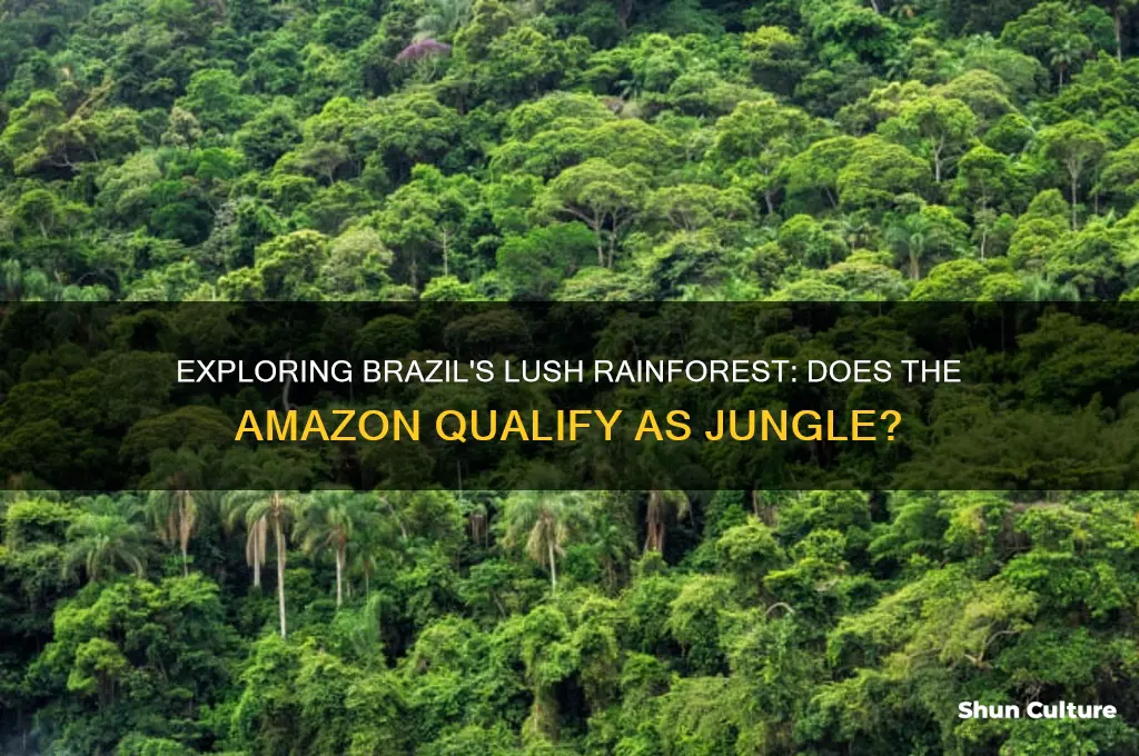 does brazil have a jungle