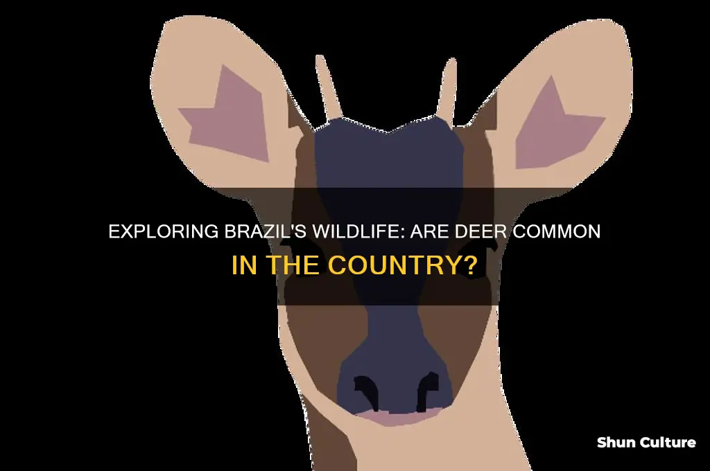 does brazil have a lot of deer