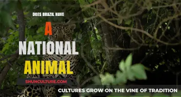 Brazil's National Animal: The Jaguar's Symbolic Role and Cultural Significance