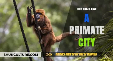 Is Brazil Dominated by a Primate City? Exploring Urban Hierarchy