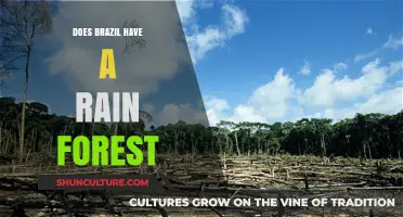 Exploring Brazil's Rainforest: Facts, Location, and Conservation Efforts