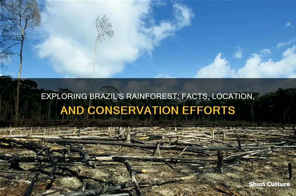 does brazil have a rain forest