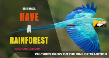 Exploring Brazil's Rainforest: Unveiling the Amazon's Majestic Biodiversity