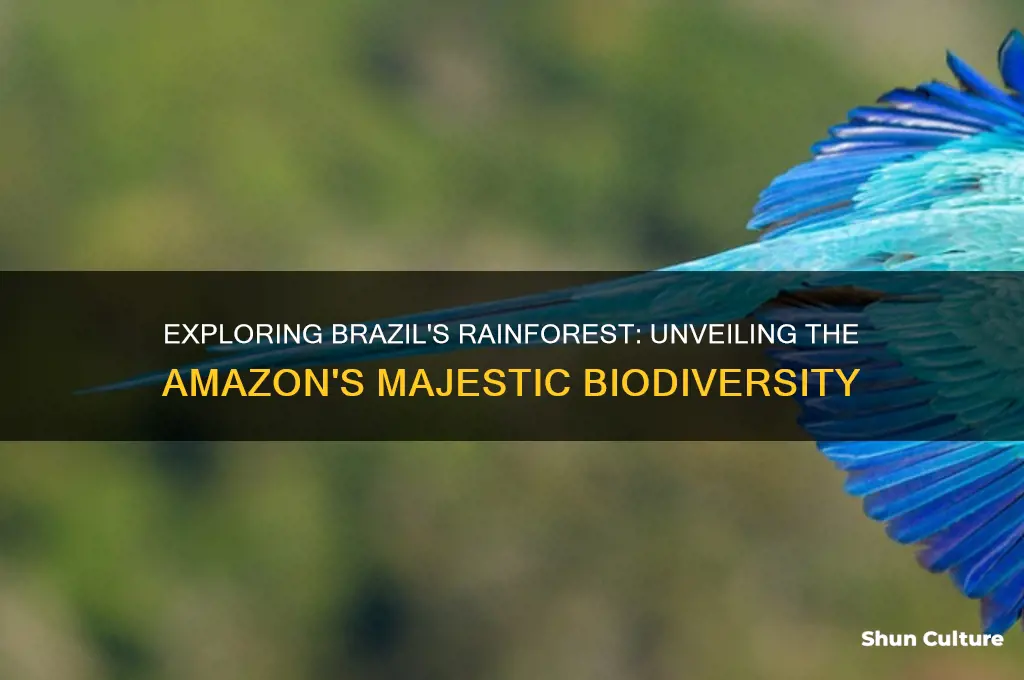 does brazil have a rainforest