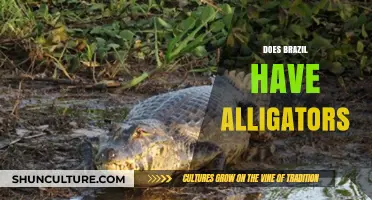 Exploring Brazil's Wetlands: Are Alligators Among Its Wildlife?