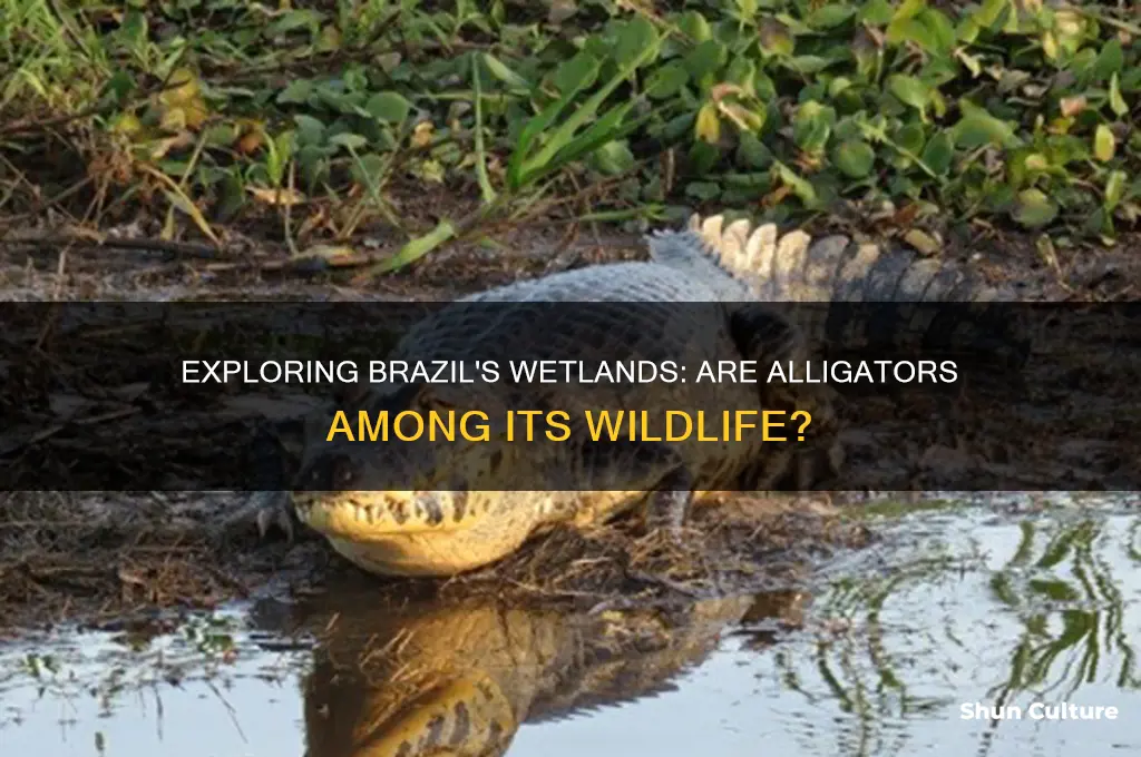 does brazil have alligators