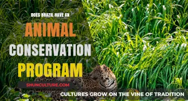 Brazil's Wildlife Conservation Efforts: Protecting Biodiversity and Endangered Species