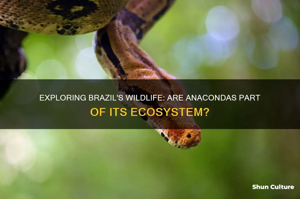 does brazil have anacondas