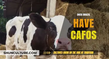 Exploring Brazil's Livestock Industry: Do CAFOs Exist in the Country?