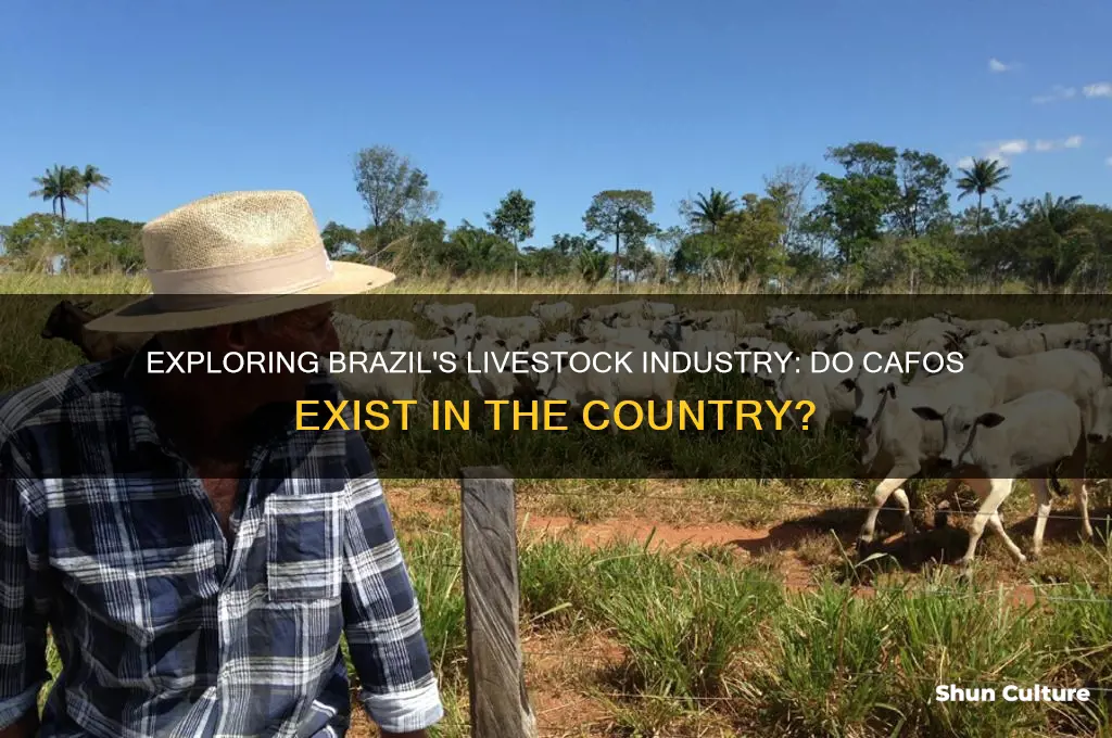 does brazil have cafos