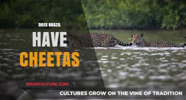 Do Cheetahs Exist in Brazil? Exploring the Myth and Reality
