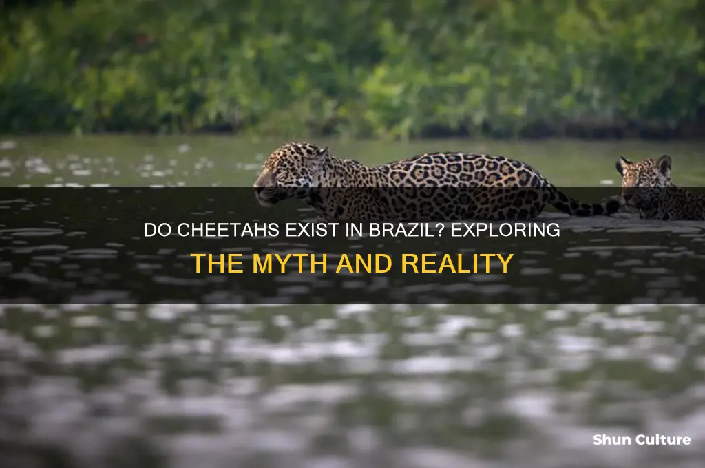 does brazil have cheetas
