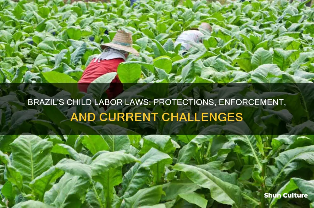 does brazil have child labor laws